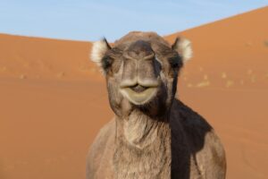 Excursión de 3 días de Marrakech a Merzouga